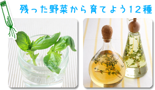 残った野菜から育てよう12種