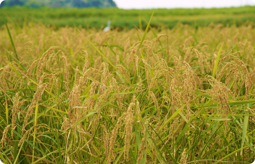 稲穂の写真